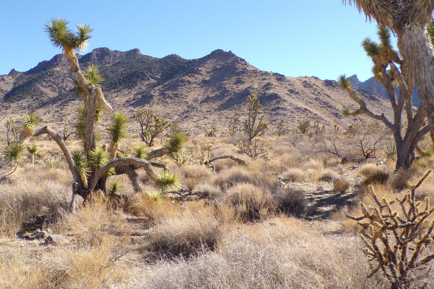 Desert Freedom Calls: Power-Ready 1.07 Acres in Mohave County