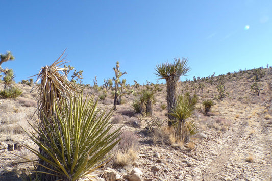 Ever Had a Perfect Camping Spot… Until Some Stranger Rolled Up Next to You?