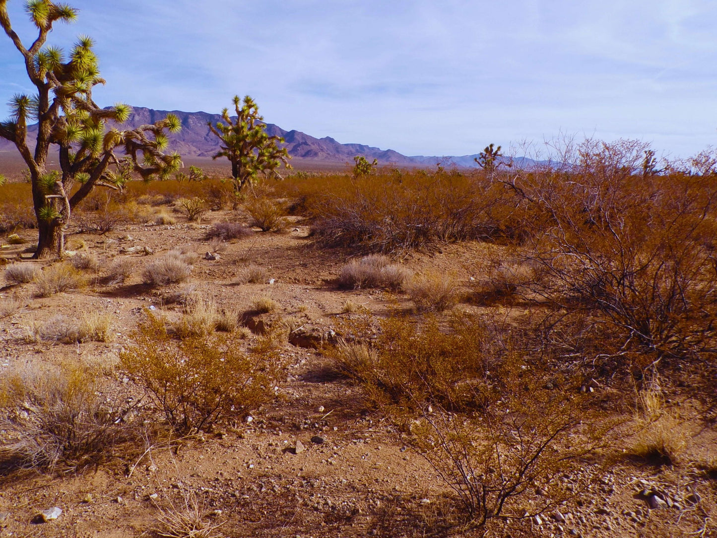 Finally… A Desert Dream Lot Where You Can Build the HOME You’ve Always Wanted – And It Won’t Break the Bank.