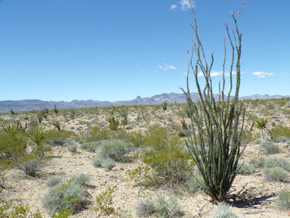 Retire with Your Boots Up: Relax on 5 Mohave Acres!