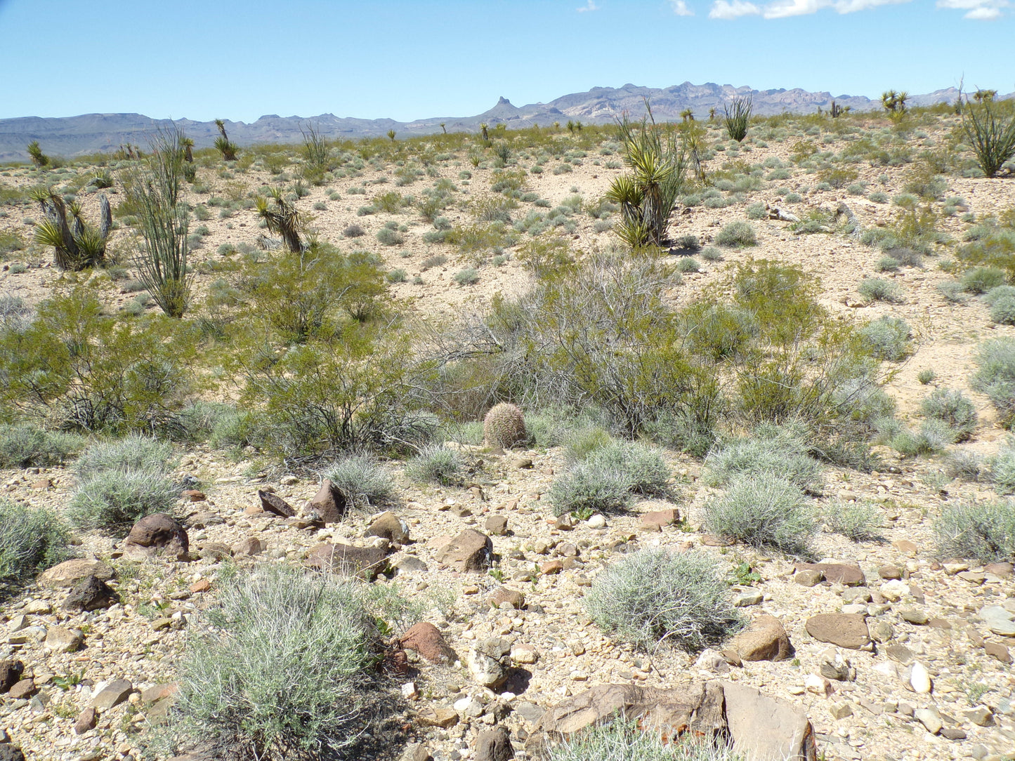 Retire with Your Boots Up: Relax on 5 Mohave Acres!