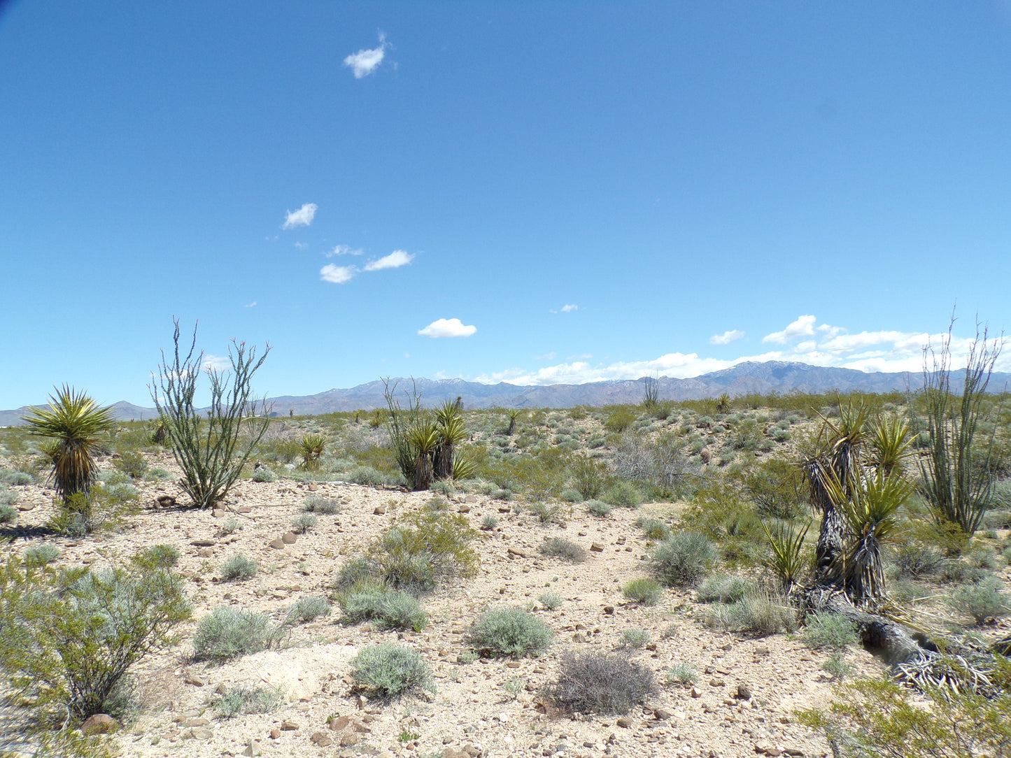 Retire with Your Boots Up: Relax on 5 Mohave Acres!