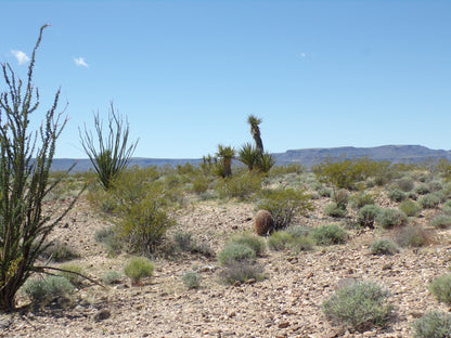 Retire with Your Boots Up: Relax on 5 Mohave Acres!