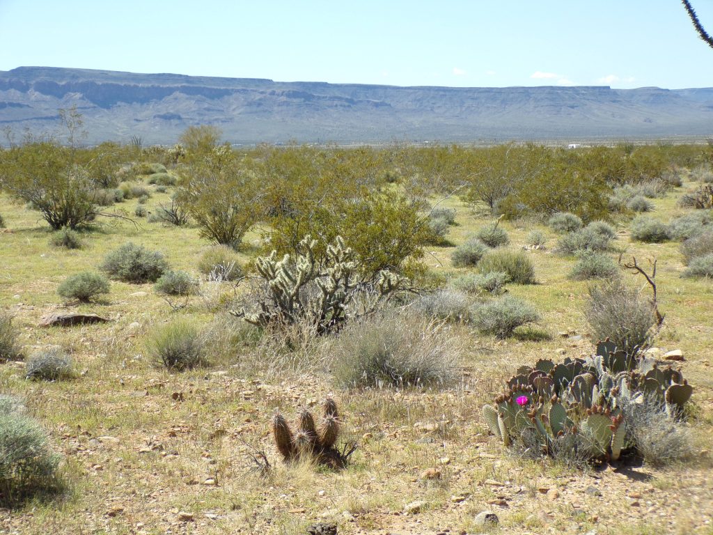 Your Desert Dream Home Awaits! Build Your Perfect Oasis on This Beautiful Arizona Land Starting Today