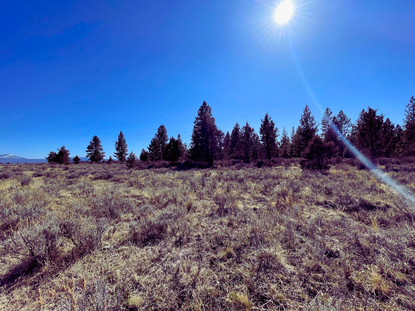 Finally, The Land You’ve Dreamed Of – 1.6 Acres of Untouched Beauty Near Fremont-Winema National Forest