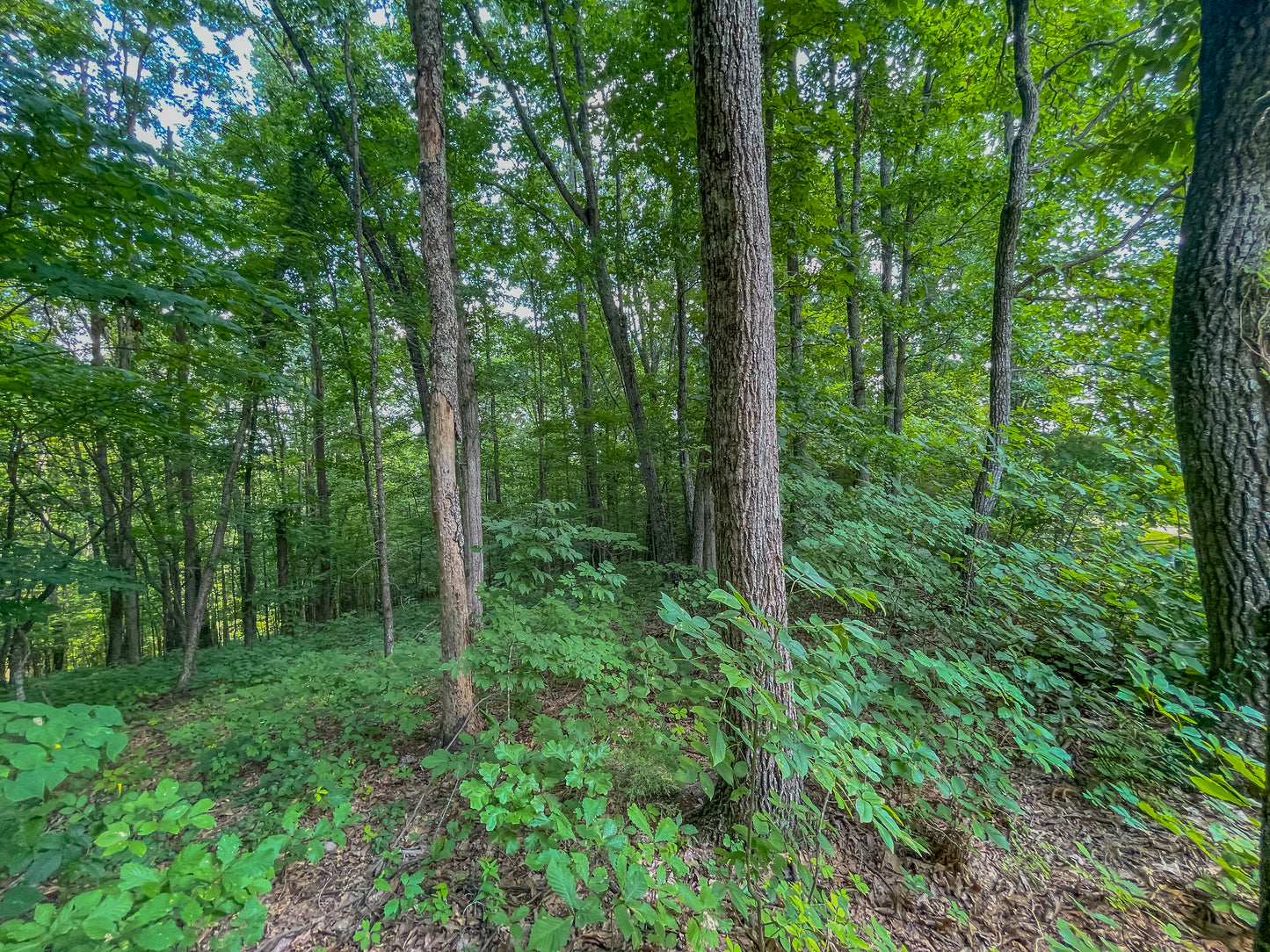 🌳 Unveil Your Dream: 13.75 Acres: Madisonville TN Haven 🌅