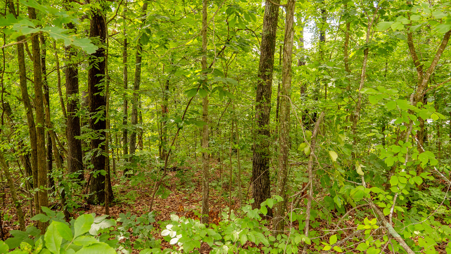 Charming 0.22-Acre Lot Near Lake of the Ozarks