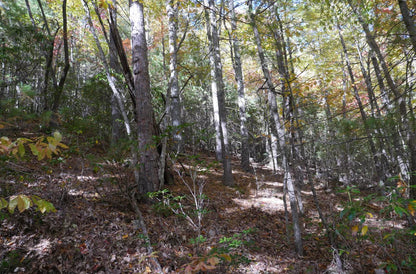 Private Mountain Property Extremely Close To National Forest