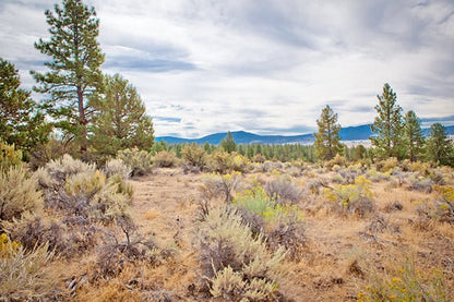 Stunning 6.4 Acre Treed Lot in Klamath County, OR