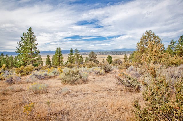 Stunning 6.4 Acre Treed Lot in Klamath County, OR